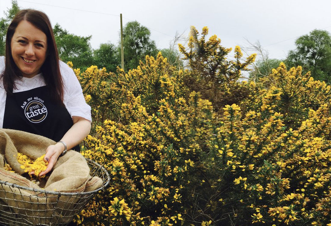 Gorse Gathering with Gin Bothy, a new flavour in mind!